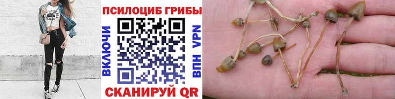 где купить наркоту  Макаров  мега tor  Галлюциногенные грибы GOLDEN TEACHER 